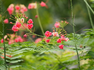 Pink flower Delonix regia Flam boyant The Flame Tree Royal Poinciana