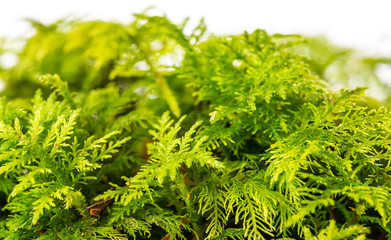 moss in the detail - macro photo