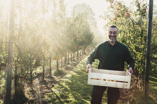 Smiling man standing in apple orchard, holding crate with apples, looking at camera. Apple harvest in autumn.