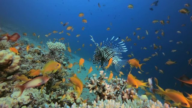 Marine Garden and Dancing Lion-Fish. Picture of common lion-fish (Pterois miles) with hard-soft corals and colorful fishes scalefin anthias  (Pseudanthias squamipinnis) in the tropical reef of the Red