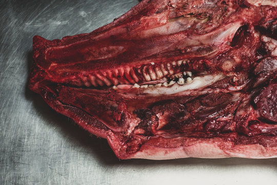 High angle close up of pig carcass, cross section of animal head.