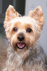 Nice yorkshire terrier dog portrait at home