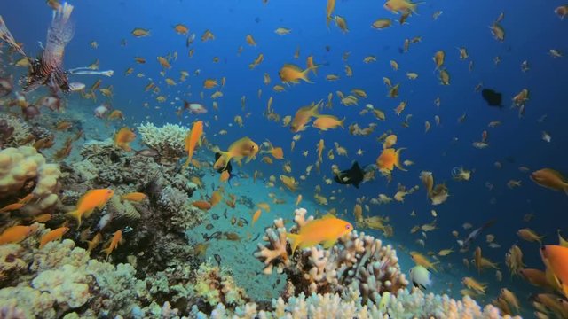 Marine Life and Lion-Fish. Picture of common lion-fish (Pterois miles) with hard-soft corals and colorful fishes scalefin anthias  (Pseudanthias squamipinnis) in the tropical reef of the Red Sea Dahab