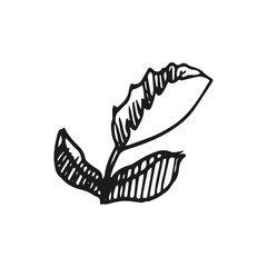 flower vector doodle sketch isolated on white background