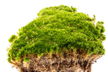 moss isolated on white close up