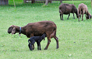 Fototapeta premium schafmutter mit lamm auf der weide