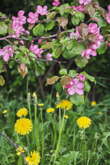 Flowers of blooming apple and yellow dandelions in spring park