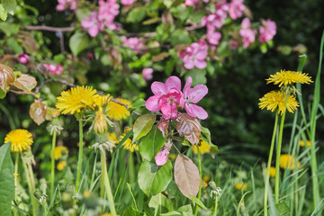 Flowers of blooming apple and yellow dandelions in spring park