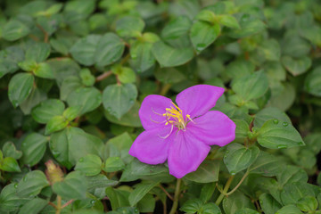 Close up purple blossom flower name Spanish Shawl or Trailing Glory Flower.(Heterocentron elegans,pinklady)