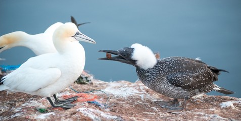 Basstölpel (Morus bassanus oder Sula bassana), Kolonie auf Lummenfelsen der Insel Helgoland,...
