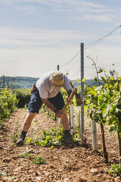 Man standing in between rows of vines at a vineyard, working on soil with a grubbing mattock.