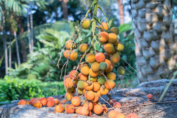 Close up Areca catechu or betel nut is colorful in the garden.common names including the areca...