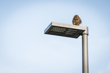 Turmfalke auf einer Laterne