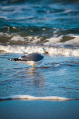 Fototapeta premium Seagull in the Wave / Seabird stand at shore of Baltic Sea (copy space)