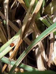 Ladybird and spider on leaves