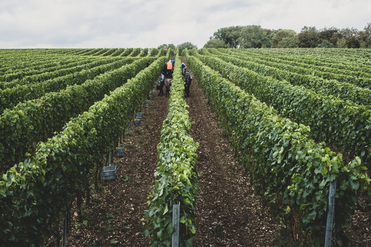 View along rows of vines on a vineyard with people picking grapes in the mid distance.