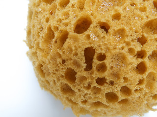 Sponge on white background