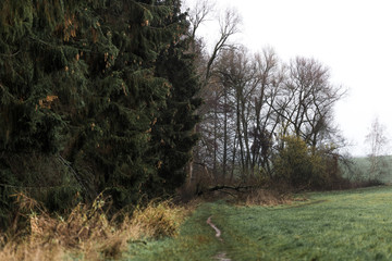 Blumen, Pflanzen und Landschaft