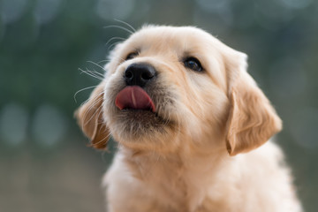 Golden Retriever puppy licks his snout with the tongue.