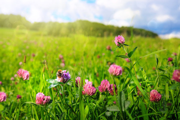 Bee on colorful clover flowers field. Nature meadow background.
