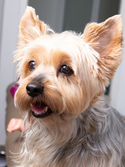 Close-up of little dog Yorkshire Terrier in house