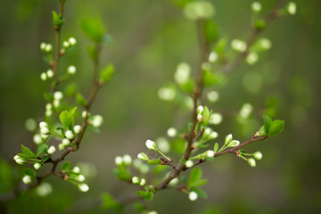 beautiful background of green cherry blossom soft focus