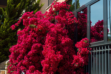Fototapeta na wymiar red flowers on the veranda