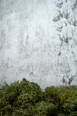 Green moss on a gray background. Copy space.