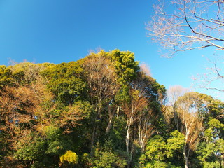 Fototapeta premium 冬の林と青空