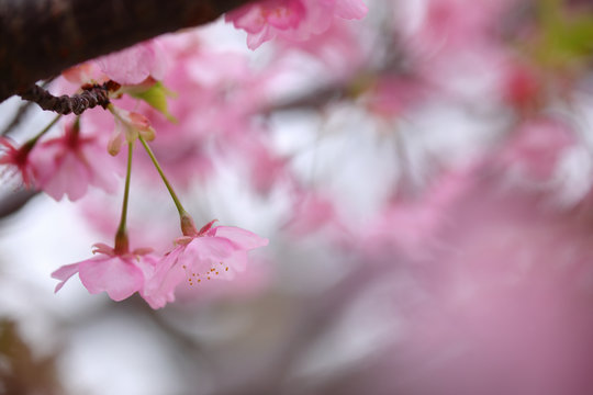 河津桜