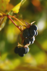 ripe wild blackberries in warm autumn.