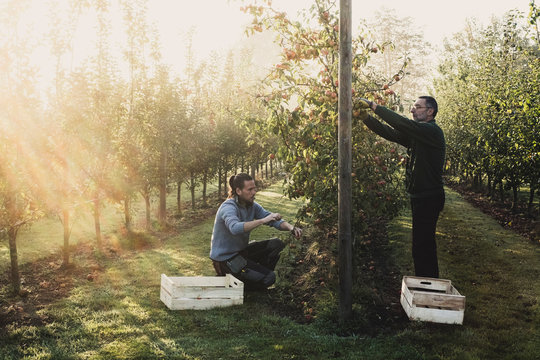 Two men in apple orchard, picking apples from tree. Apple harvest in autumn.