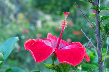 Close up red Hibiscus flower blooming in the garden .