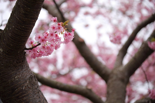 河津桜