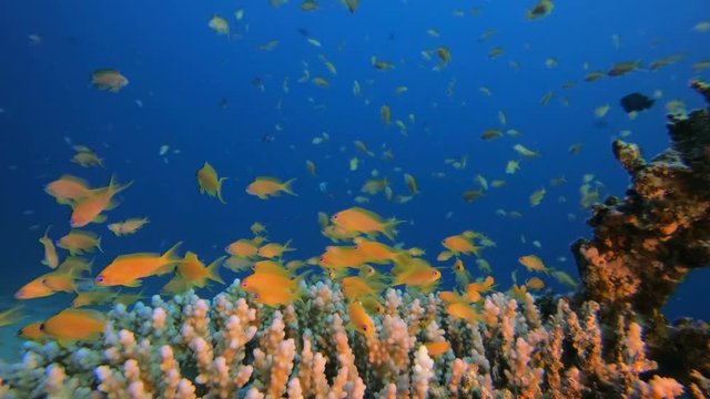 Underwater Orange Fish Scenery. Picture of colorful scalefin anthias-fish (Pseudanthias squamipinnis) and soft-hard corals in the tropical reef of the Red Sea Dahab Egypt.