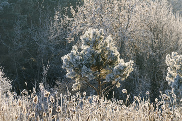 Pine in hoarfrost