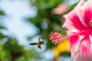 Close up Pink Hibiscus flower and bee.