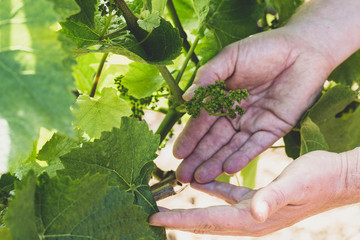 High angle close up of hands holding bunch of baby grapes on a vine in a vineyard.