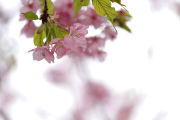 河津桜