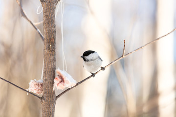 Cute and funny marsh tit bird sitting on the branch and pecking lard in the winter forest on sunny day