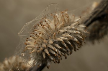 Willow flower close up on gray background