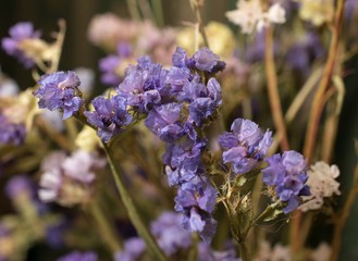 little purple flowers close up