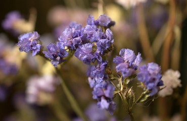 little purple flowers close up