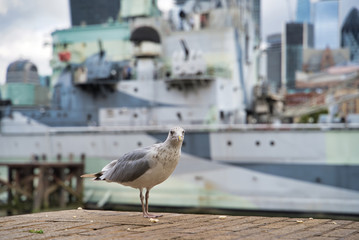 A seagull in the center of the city, against the background of the military cruiser, London, England
