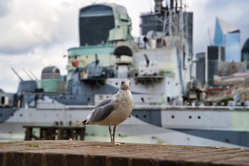 A seagull in the center of the city, against the background of the military cruiser Belfast,...