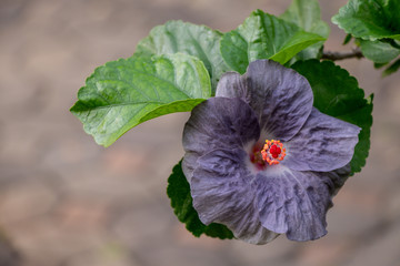 Hibiscus flower bloomimg in the garden  , Fancy Tropical Hibiscus (Hibiscus rosa-sinensis 'Dienie Gommer')