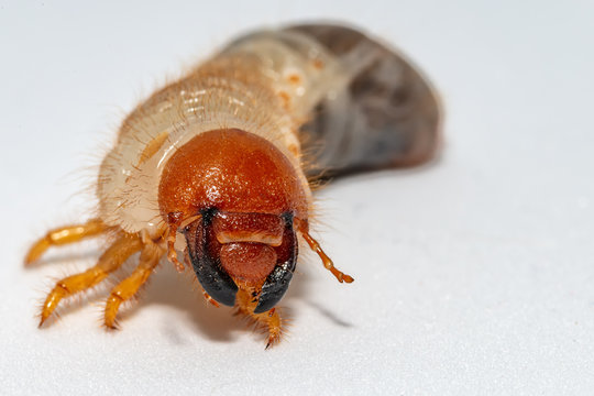 Image of grub worms, Coconut rhinoceros beetle (Oryctes rhinoceros), Larva on white background.