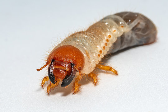 Image of grub worms, Coconut rhinoceros beetle (Oryctes rhinoceros), Larva on white background.