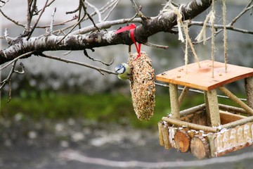 mangeoire à oiseaux
