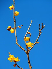 咲き始めたロウバイの花と青空